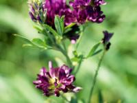 Luzerne cultivé (Medicago sativa)_1