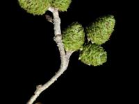 Aulne rugueux(Alnus incana)_1