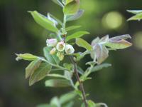 Bleuet fausse-myrtille(Vaccinium myrtilloides)_1