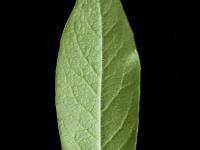Bleuet fausse-myrtille(Vaccinium myrtilloides)_6