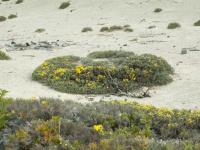 Hudsonie tomenteuse (Hudsonia tomentosa)_2