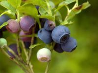 Airelle gazonnante(Vaccinium caespitosum)_4