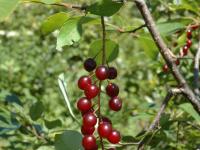 Cerisier Virginie(Prunus virginiana)_2