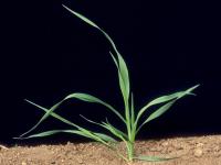 Avoine cultivée(Avena sativa)_6