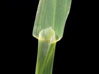 Avoine cultivée(Avena sativa)_7