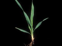Avoine cultivée(Avena sativa)_8