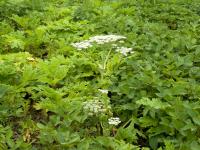 Berce Caucase(Heracleum mantegazzianum)_16