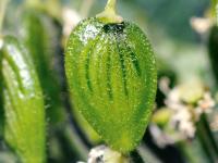 Berce laineuse(Heracleum maximum)_11