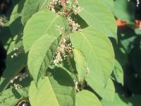 Renouée Japon (Reynoutria japonica)_4