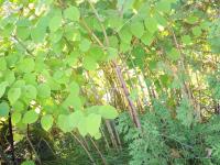 Renouée Japon (Reynoutria japonica)_7