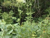 Berce commune(Heracleum sphondylium)_1