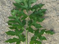 Berce commune(Heracleum sphondylium)_3