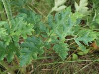 Berce commune(Heracleum sphondylium)_5