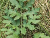 Berce commune(Heracleum sphondylium)_10