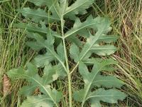 Berce commune(Heracleum sphondylium)_11