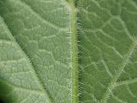 Berce commune(Heracleum sphondylium)_13
