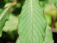 Impatiente glanduleuse (Impatiens glandulifera)_3