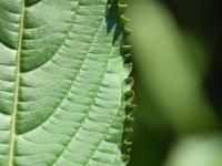 Impatiente glanduleuse (Impatiens glandulifera)_5