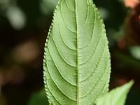 Impatiente glanduleuse (Impatiens glandulifera)_7