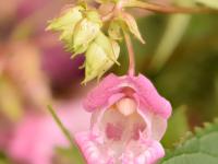 Impatiente glanduleuse (Impatiens glandulifera)_15