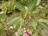 Impatiente glanduleuse (Impatiens glandulifera)_27