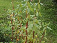 Impatiente glanduleuse (Impatiens glandulifera)_36