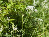 Anthrisque des bois(Anthriscus sylvestris)_2