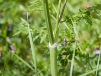 Anthrisque des bois(Anthriscus sylvestris)_3