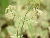 Égopode podagraire(Aegopodium podagraria)_3