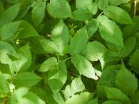 Égopode podagraire(Aegopodium podagraria)_12
