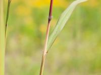 Miscanthus commun (Miscanthus sacchariflorus)_1