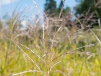 Miscanthus commun (Miscanthus sacchariflorus)_5