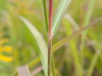 Miscanthus commun (Miscanthus sacchariflorus)_7