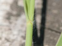 Miscanthus commun (Miscanthus sacchariflorus)_10