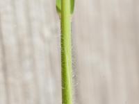 Miscanthus commun (Miscanthus sacchariflorus)_11