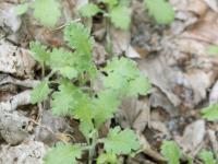 Seneçon visqueux (Senecio viscosus)_3