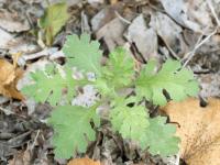 Seneçon visqueux (Senecio viscosus)_4