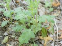 Seneçon visqueux (Senecio viscosus)_5