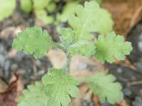 Seneçon visqueux (Senecio viscosus)_6