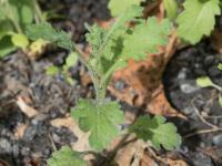 Seneçon visqueux (Senecio viscosus)_7