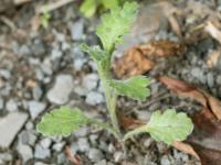 Seneçon visqueux (Senecio viscosus)_8