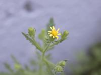 Seneçon visqueux (Senecio viscosus)_17