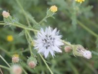 Seneçon visqueux (Senecio viscosus)_18