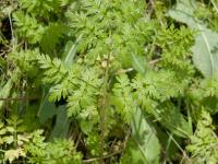 Anthrisque des bois(Anthriscus sylvestris)_12