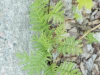 Tanaisie vulgaire (Tanacetum vulgare)_2