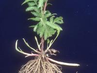 Tanaisie vulgaire (Tanacetum vulgare)_12