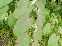 Renouée Sakhaline (Reynoutria sachalinensis)_10