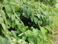 Renouée Sakhaline (Reynoutria sachalinensis)_12