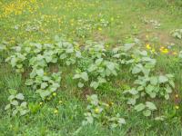 Renouée Sakhaline (Reynoutria sachalinensis)_19