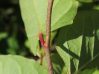 Renouée Japon (Reynoutria japonica)_23